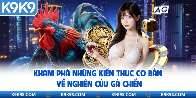 Khám phá những kiến thức cơ bản về nghiên cứu gà chiến